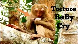 VERY BREAK HEART!!, BABY MONKEY CRY VERY SCARE KIDNAPPER TORTURING TOO HARD​