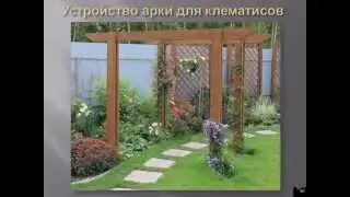 Выращивание клематисов