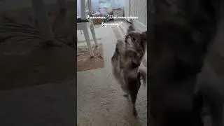 Филимоша хочет вкусняшку. Милый Чихуахуа