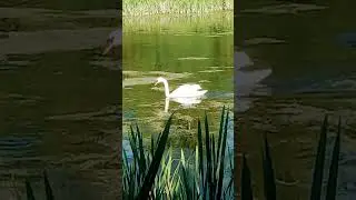 Rassiyada Oqqush va jo'jalari