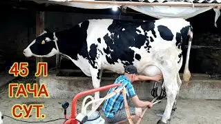 БИР   СОГИШДА ,16  ЛИТИР  СОГИЛДИ  СУТ   БЕРИШДИ  БОШЛАДИ, 938038080