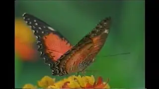 Funkmammoth - Happy Home (Official Video)