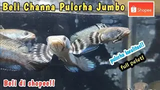 Beli Ikan Channa Pulcrha Di Shopee | Borong Channa 40 Ekor! di shopee.