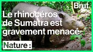 Ce collectif veut sauver le rhinocéros de Sumatra de lextinction