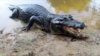 САМЫЕ СТРАШНЫЕ СУЩЕСТВА РЕКИ АМАЗОНКА, ОПАСНЫЕ СТРАШИЛЫ СНЯТЫЕ НА КАМЕРУ