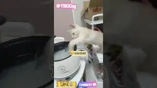 Bro Why Would The Third Cat Touch The Boiling Hot Water😭🤣!!!