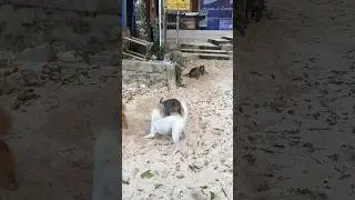 Собаки и обезьяны. Кто кого?)