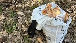 Sonbahar Kanlıca Mantarı Sezonunu Muhteşem Bir Şekilde Açtık - Çıntar Sezonu Başladı
