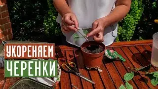 Размножение гортензии черенками 🌱 Как не допустить ошибок? / Садовый гид