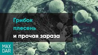 Грибок и плесень в квартире, как избавиться от плесени и грибка на стенах