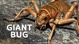 The Unusual Creatures From New Zealand's Ancient Lands