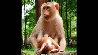 baby monkey asking mom for milk