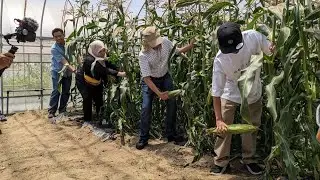 PANEN SAYUR ASIA DI FUKUYAMA !NEMU SAYUR INDONESIA DI JEPANG !