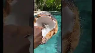 Кокосы бывают не только питьевые и мясные но и ледяные 