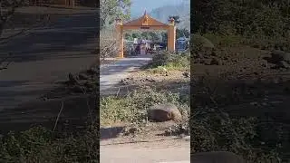 Tiger daily nikalta h Girja DEVI Mandir ke pass se ! Road Cross krta h Tiger 