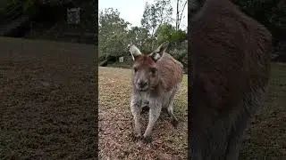 Goofy Kangaroo Joey Hangs Upside Down Out of Mothers Pouch