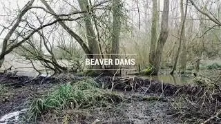 Spains Hall Beaver dams