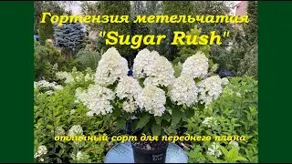 Гортензия метельчатая Шугар Раш Hydrangea paniculata Sugar Rush