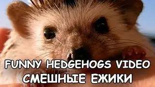 Funny Hedgehogs. Funny video 2017.