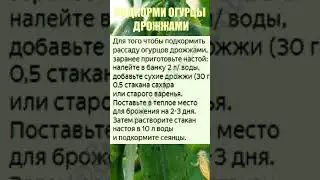 ПОДКОРМИ ОГУРЦЫ ДРОЖЖАМИ