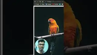 Image Zoom on Hover Effect using HTML & CSS 