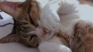 Sexy cat #cats