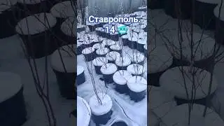 голубика и мороз