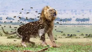 12 Most Merciless Battles Between Wild Animals