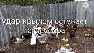 Индюк защищает курей от гусей и уток