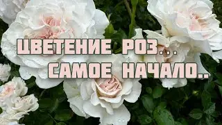 В моем саду началось цветение роз! Рассказываю о некоторых сортах!