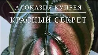 АЛОКАЗИЯ КУПРЕЯ «Красный Секрет» [Краткий Видео Обзор]