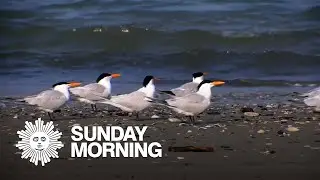 Nature: Shorebirds in North Carolina