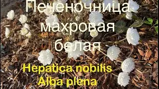 Печеночница благородная или обыкновенная махровая белая (Hepatica nobilis Alba Plena)