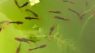 Gala muna tayo sa ibang GUPPY BREEDER | Fin and Fur corner