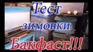 КАК ЗИМУЕТ БАКФАСТ; В ЗИМОВНИКЕ УБЫЛ НА 11,4 КГ🔥🔥🔥