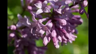 День дендрария