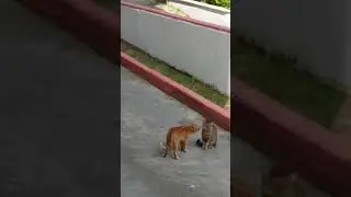Kedilerin konuşması ve kendilerine anlatıyorlar
