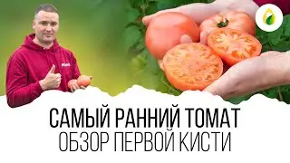 🍅ВСЯ правда о томате МАКАН от #Clause🍅