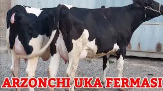 ARZONCHI UKA. YANGI PARTIYA SIGIRLARI KELDI. ☎️998208505 ☎️883330002
