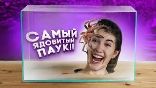 ЛИЦОМ К ЛИЦУ С САМЫМИ ОПАСНЫМИ ЖИВОТНЫМИ!! Паук, змея, удав и другие