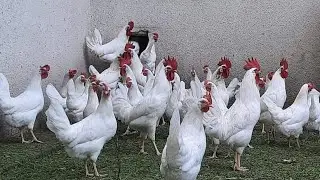 ОГРОМНЫЕ ЯЙЦА МАЛЕНЬКИЕ КУРЫ! САМАЯ ПРОДУКТИВНАЯ ПОРОДА КУР! ЯИЧНЫЙ ПУЛЕМЁТ! ЭТИ КУРЫ ЗАВАЛЯТ ЯЙЦАМИ