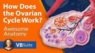 How Does the Ovarian Cycle Work?