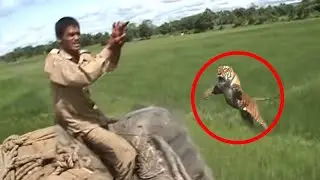 Смотрите Быстрее! Вот Почему Бенгальский Тигр Так Опасен!
