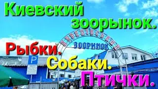 Рынок животных. Куреневка. Киев. Собачий рынок. Куренівка. Столица Украины. Птичий рынок. 