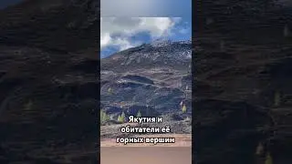 Снежные бараны принимают солнечные ванны. 