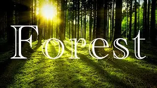 Beautiful Forest 4K With Beautiful Video And Music in The Background