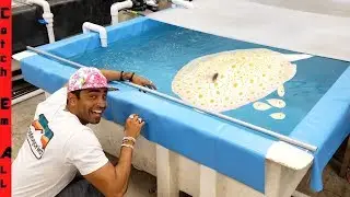 INDOOR STINGRAY POND for BABIES!