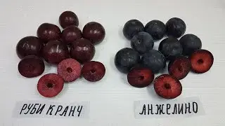 Одни из самих поздних сортов слив