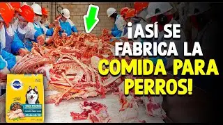 ¿Cómo Se Hace El Pienso para Perros? [Proceso En Fábrica]