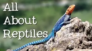 All About Reptiles: What Makes it a Reptile? - FreeSchool